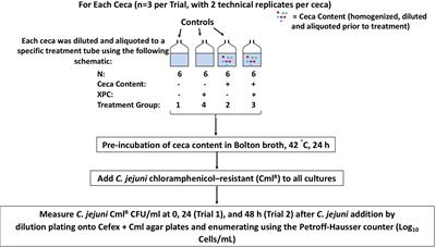 The Preliminary Development of an in vitro Poultry Cecal Culture Model to Evaluate the Effects of Original XPCTM for the Reduction of Campylobacter jejuni and Its Potential Effects on the Microbiota